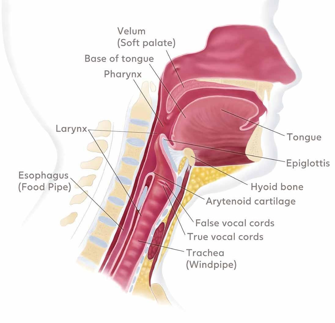 Side view of the head and neck before surgery, showing the larynx, epiglottis, food pipe and windpipe.