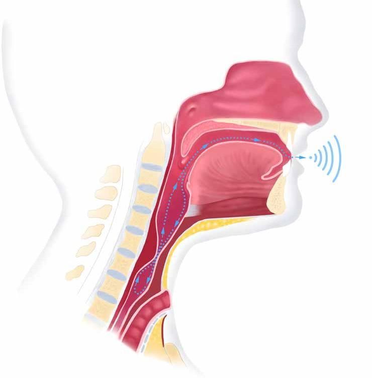 Diagram of swallowed air rising from the food pipe to the mouth to make sound.