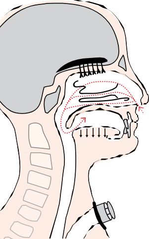 Diagram of a head showing air drawn in through the nose as the jaw lowers with the lips closed.